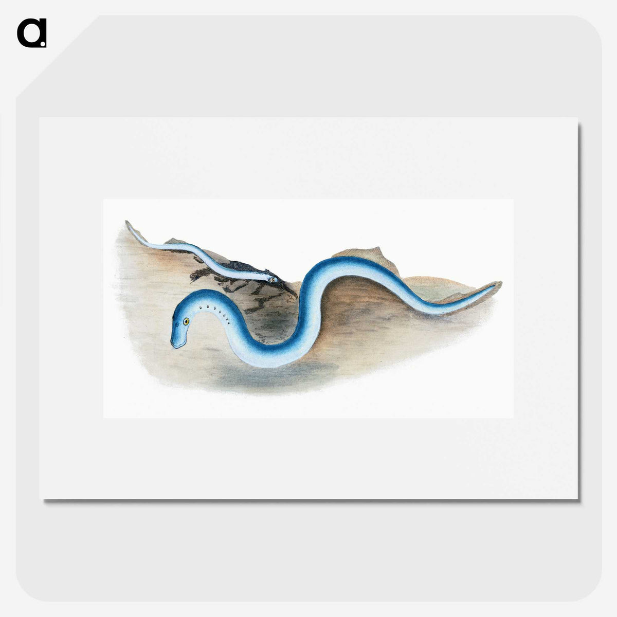 2-7_The-Natural-History-of-British-Fishes_picture