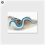 2-7_The-Natural-History-of-British-Fishes_postcard