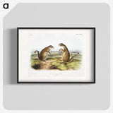 2-7_The-Viviparous-Quadrupeds_blk