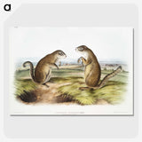 2-7_The-Viviparous-Quadrupeds_picture-crop
