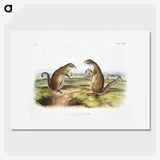 2-7_The-Viviparous-Quadrupeds_picture