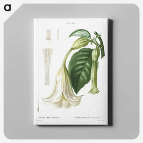 2-7_Treatise-on-Trees-and-Shrubs_canvas