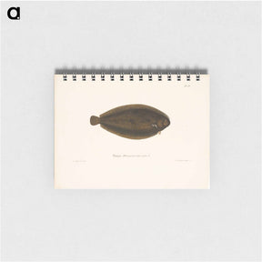 アートメモ帳-Common sole - ヴィルヘルム フォン ライト Memo.