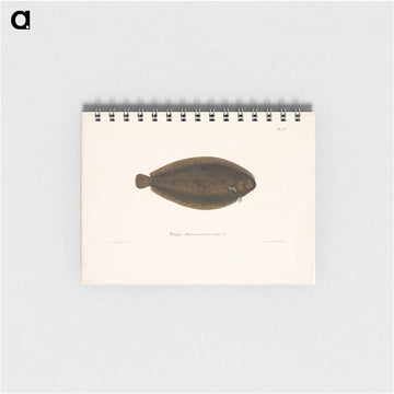 Common sole - ヴィルヘルム フォン ライト Memo.