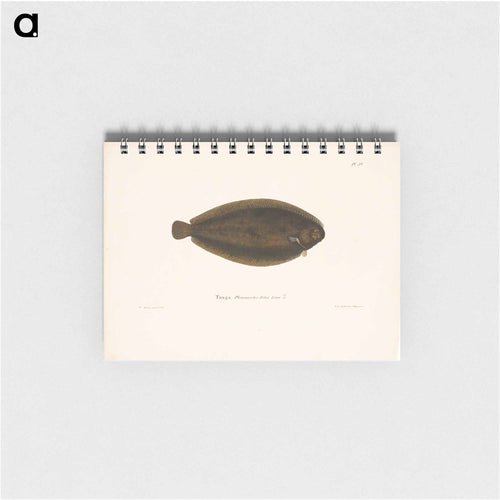 Common sole - ヴィルヘルム フォン ライト Memo.