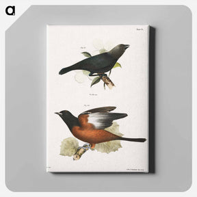 アートパネル-The Cow Bunting (Molothrus pecoris) 46. The Orchard Oriole (Icterus spurius) - ニューヨークの動物学 Canvas.