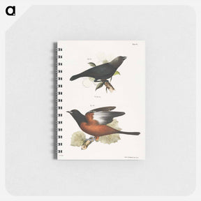 アートメモ帳-The Cow Bunting (Molothrus pecoris) 46. The Orchard Oriole (Icterus spurius) - ニューヨークの動物学 Memo.