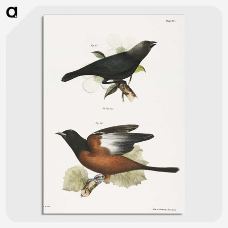 2-7_Zoology-of-New-York_picture-crop