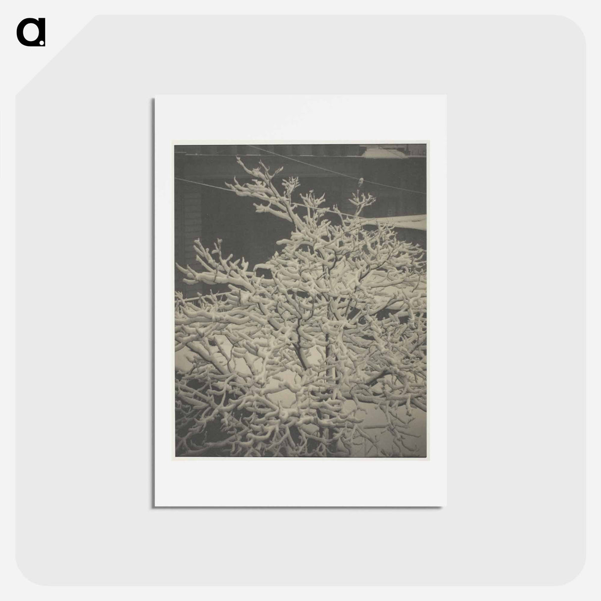 アートポストカード-From the Back-Window "291" Snow-Covered Tree, Back-Yard - アルフレッド スティーグリッツ Postcard.