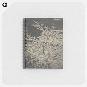 アートメモ帳-From the Back-Window "291" Snow-Covered Tree, Back-Yard - アルフレッド スティーグリッツ Memo.