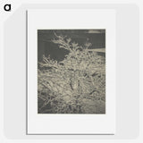 2-80_Alfred-Stieglitz_picture