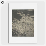 From the Back-Window "291" Snow-Covered Tree, Back-Yard - アルフレッド スティーグリッツ Poster.