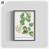 2-80_Anselmus-Boetius-de-Boodt_blk-crop