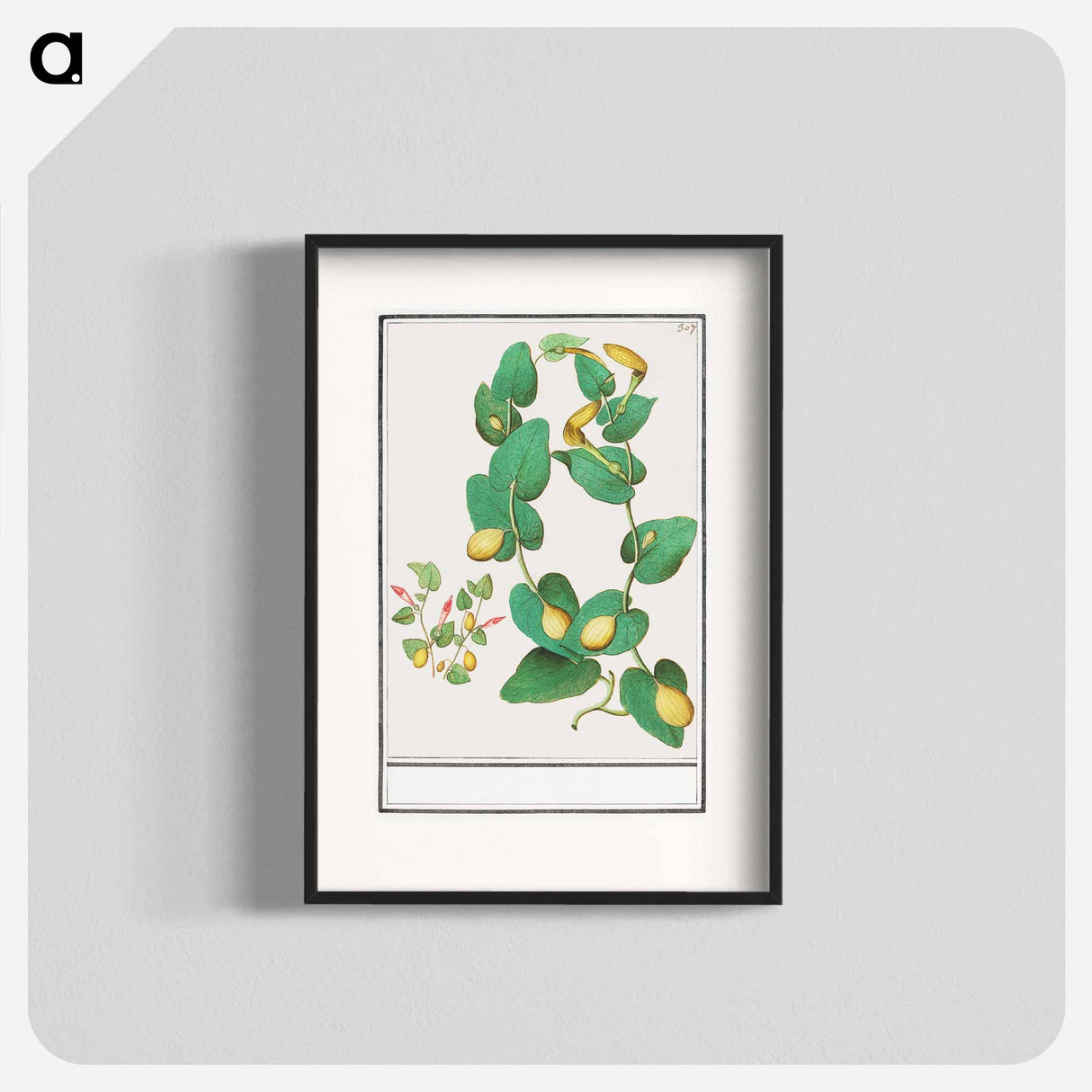 Unknown plant - アンセルムス ボエティウス デ ブート Poster.