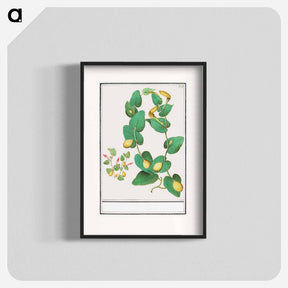 アートポスター-Unknown plant - アンセルムス ボエティウス デ ブート Poster.