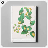 Unknown plant - アンセルムス ボエティウス デ ブート Canvas.