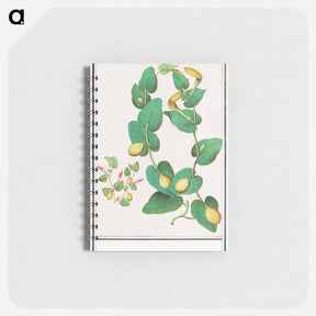 アートメモ帳-Unknown plant - アンセルムス ボエティウス デ ブート Memo.