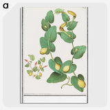 2-80_Anselmus-Boetius-de-Boodt_picture-crop