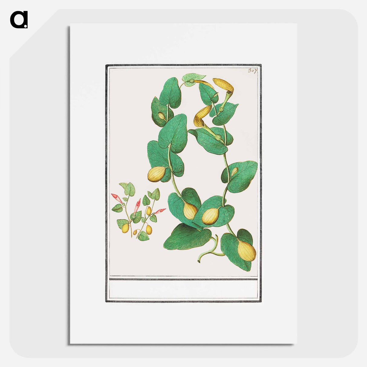 Unknown plant - アンセルムス ボエティウス デ ブート Poster.