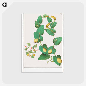 アートポストカード-Unknown plant - アンセルムス ボエティウス デ ブート Postcard.