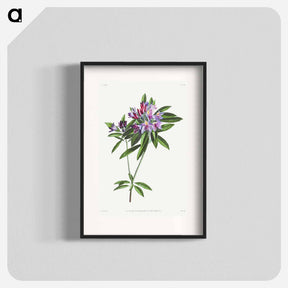 アートポスター-Pontic Rhododendron
 - クリーブランド美術館 Poster.