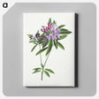 アートパネル-Pontic Rhododendron
 - クリーブランド美術館 Canvas.