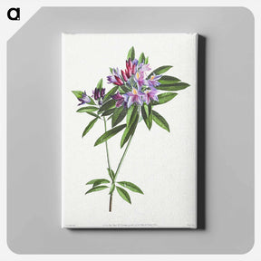 アートパネル-Pontic Rhododendron
 - クリーブランド美術館 Canvas.