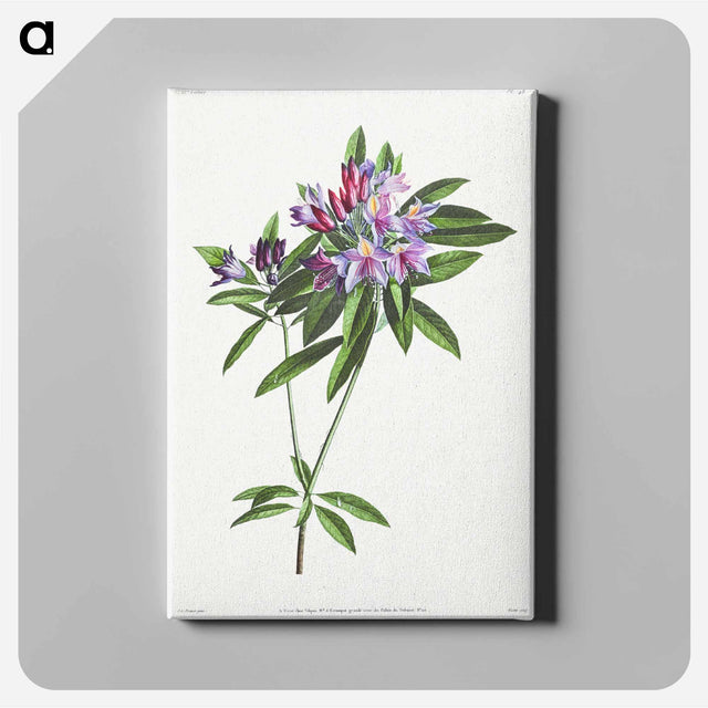 アートパネル-Pontic Rhododendron
 - クリーブランド美術館 Canvas.
