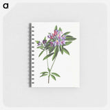 アートメモ帳-Pontic Rhododendron
 - クリーブランド美術館 Memo.
