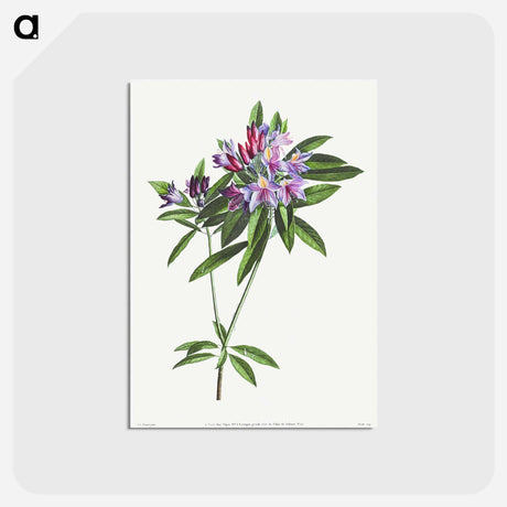 アートポストカード-Pontic Rhododendron
 - クリーブランド美術館 Postcard.