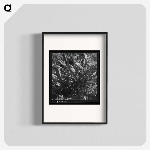 2-80_Dorothea-Lange_blk