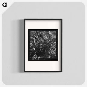 アートポスター-Untitled photo, possibly related to: Artichoke - ドロテア ラング Poster.