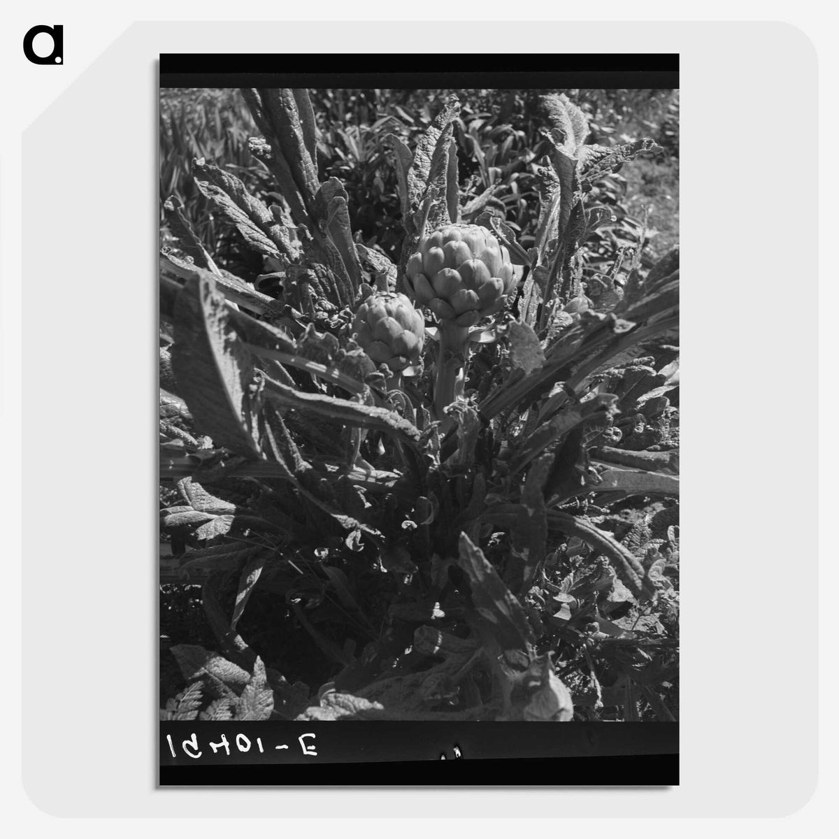 2-80_Dorothea-Lange_picture-crop