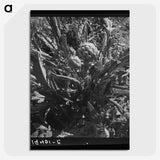 2-80_Dorothea-Lange_picture-crop