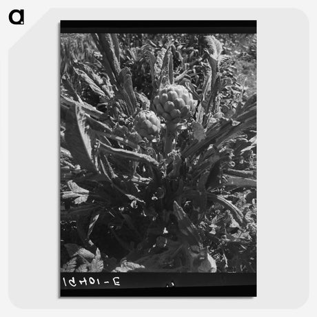 2-80_Dorothea-Lange_picture-crop