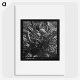 2-80_Dorothea-Lange_picture