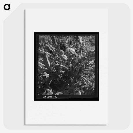 2-80_Dorothea-Lange_picture