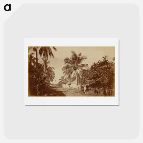 アートポストカード-Cocoa Palm, Retalhuleu
 - エドワード マイブリッジ Postcard.