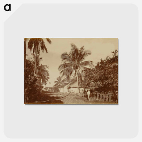 アートポストカード-Cocoa Palm, Retalhuleu
 - エドワード マイブリッジ Postcard.