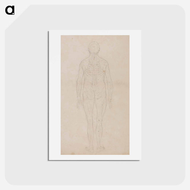 アートポストカード-Human Figure, Posterior View
 - ジョージ スタッブス Postcard.