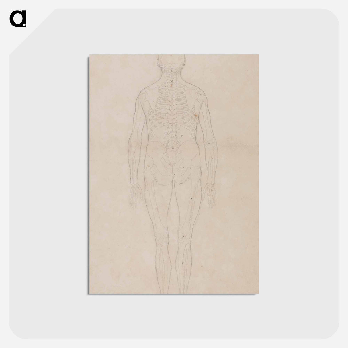 アートポストカード-Human Figure, Posterior View
 - ジョージ スタッブス Postcard.