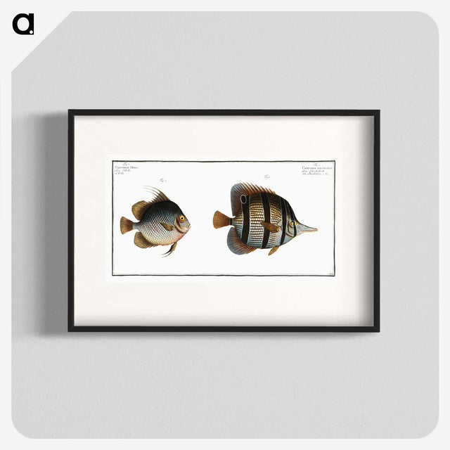 2-80_Ichtyologie-ou-Histoire-naturelle_blk