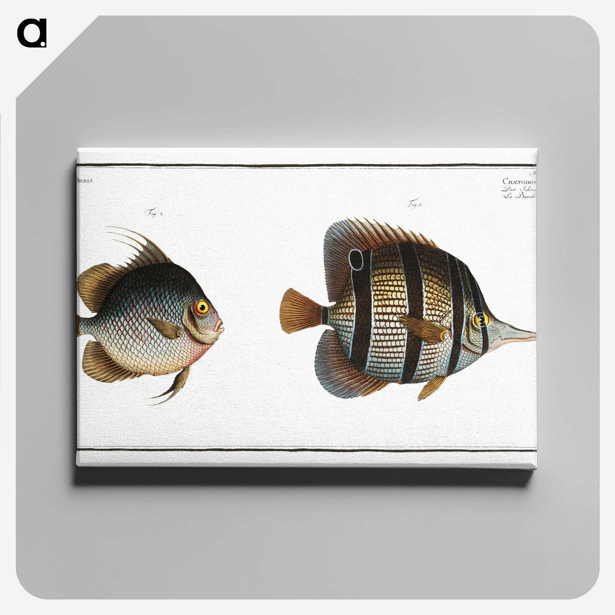 2-80_Ichtyologie-ou-Histoire-naturelle_canvas