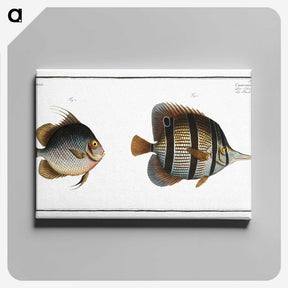 2-80_Ichtyologie-ou-Histoire-naturelle_canvas
