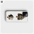 2-80_Ichtyologie-ou-Histoire-naturelle_phone