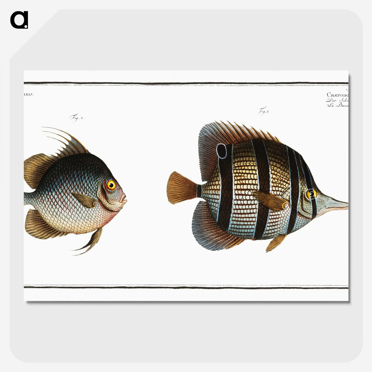 2-80_Ichtyologie-ou-Histoire-naturelle_picture-crop