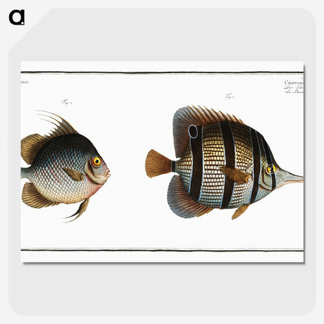 2-80_Ichtyologie-ou-Histoire-naturelle_picture-crop
