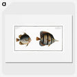 2-80_Ichtyologie-ou-Histoire-naturelle_picture