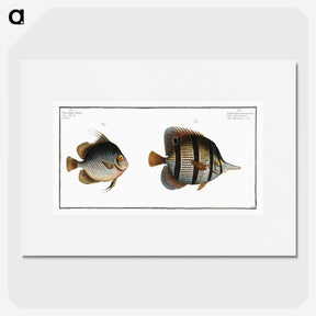 2-80_Ichtyologie-ou-Histoire-naturelle_picture