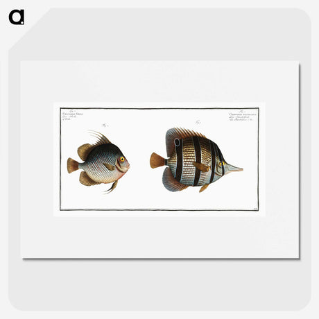 2-80_Ichtyologie-ou-Histoire-naturelle_picture